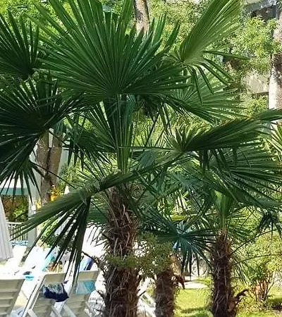 Yassen Village ساني بيتش
